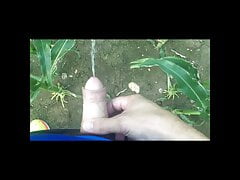 Pissing and masturbating in the corn field. Outdoor piss.